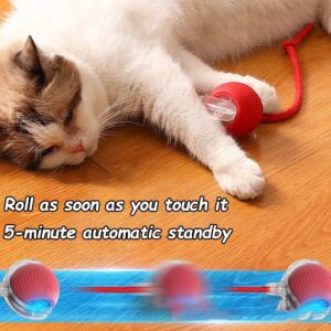 Pets Accessories